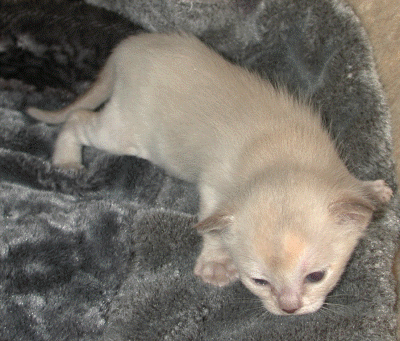 20070201_Kitten 002