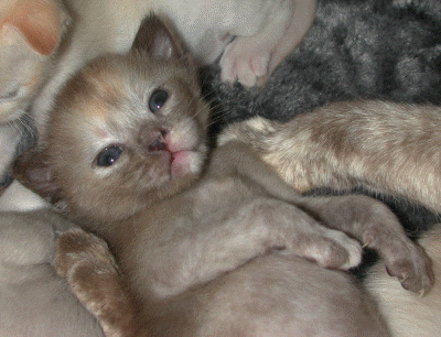 20070201_Kitten 016